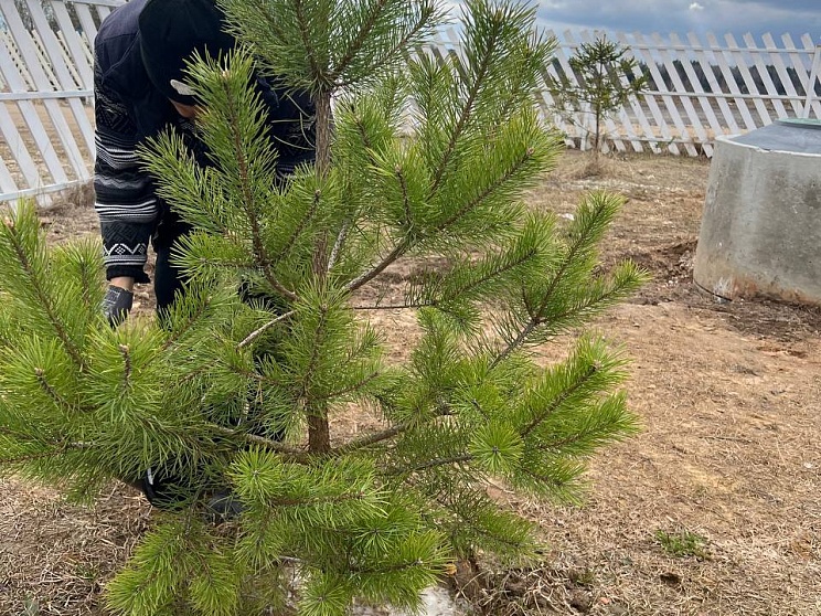 Благоустройство территории