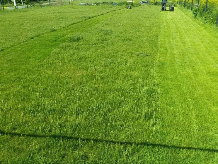 Покос травы