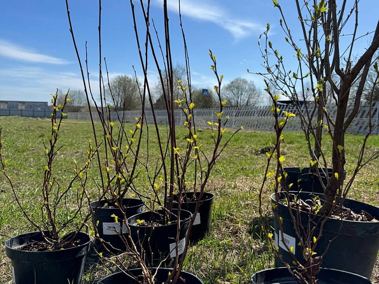 Высадили деревья, озеленили зону отдыха